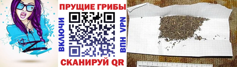 blacksprut ТОР  Самара  Псилоцибиновые грибы прущие грибы  площадка телеграм  даркнет сайт 